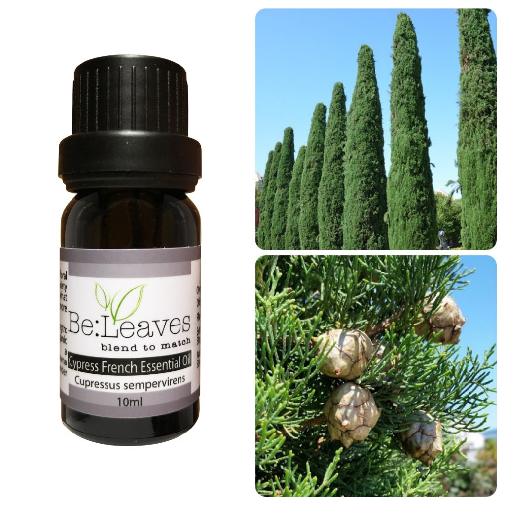 Cypress French 絲柏 – Be:leaves